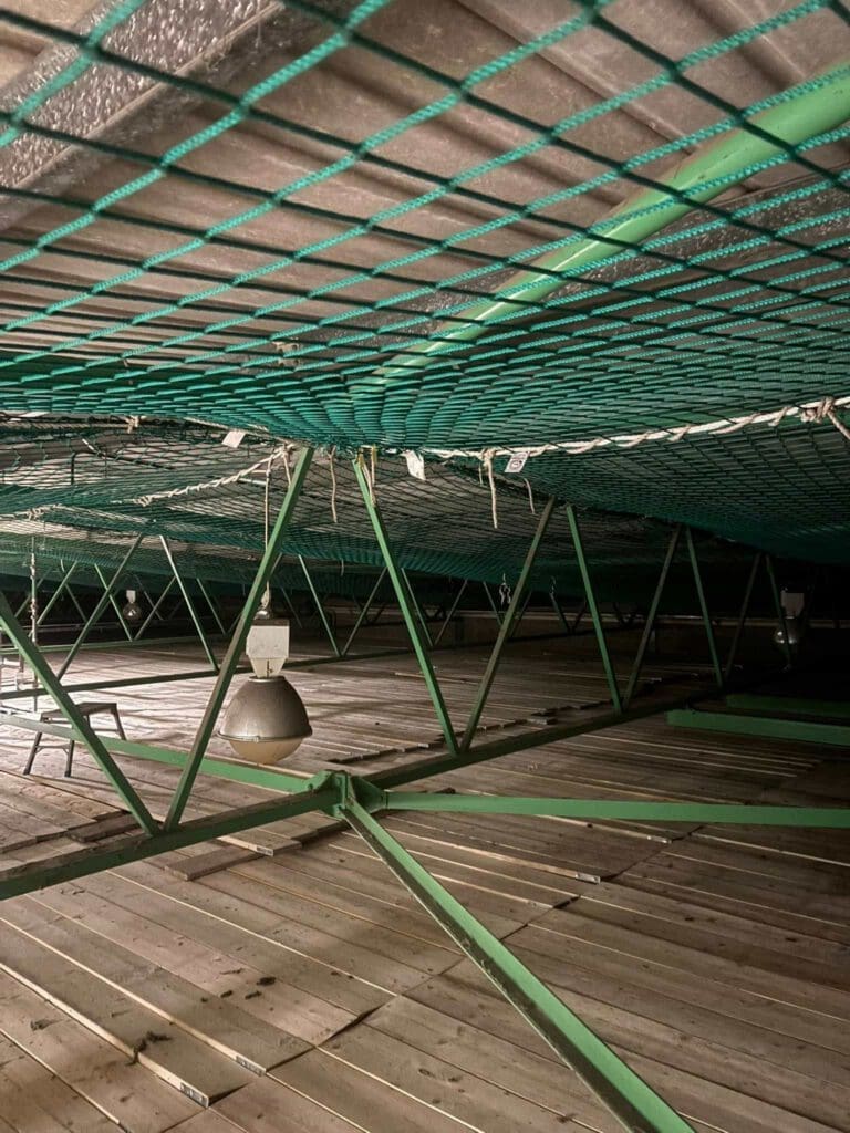 A view of a wooden attic space with green metal supports and overhead netting. Several light fixtures hang from the structure, and pieces of insulation or debris are caught in the net above.
